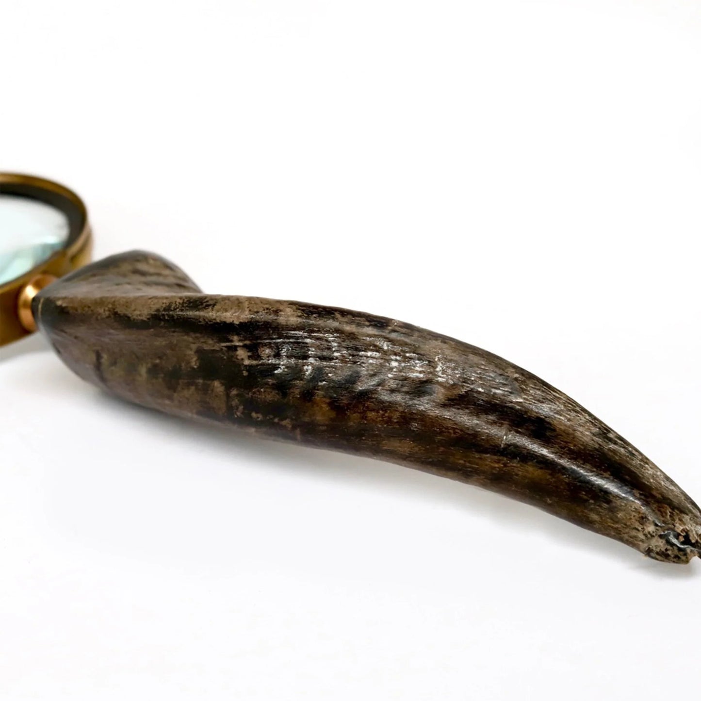 Magnifying Glass With Curved Horn Handle