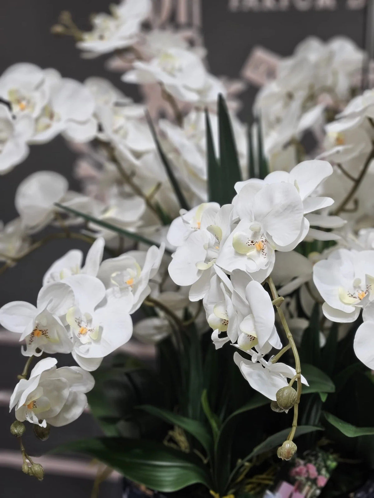 Cote Noire Luxory Giant Orchid Ivory White In Piano Black Vase With Gold Crest