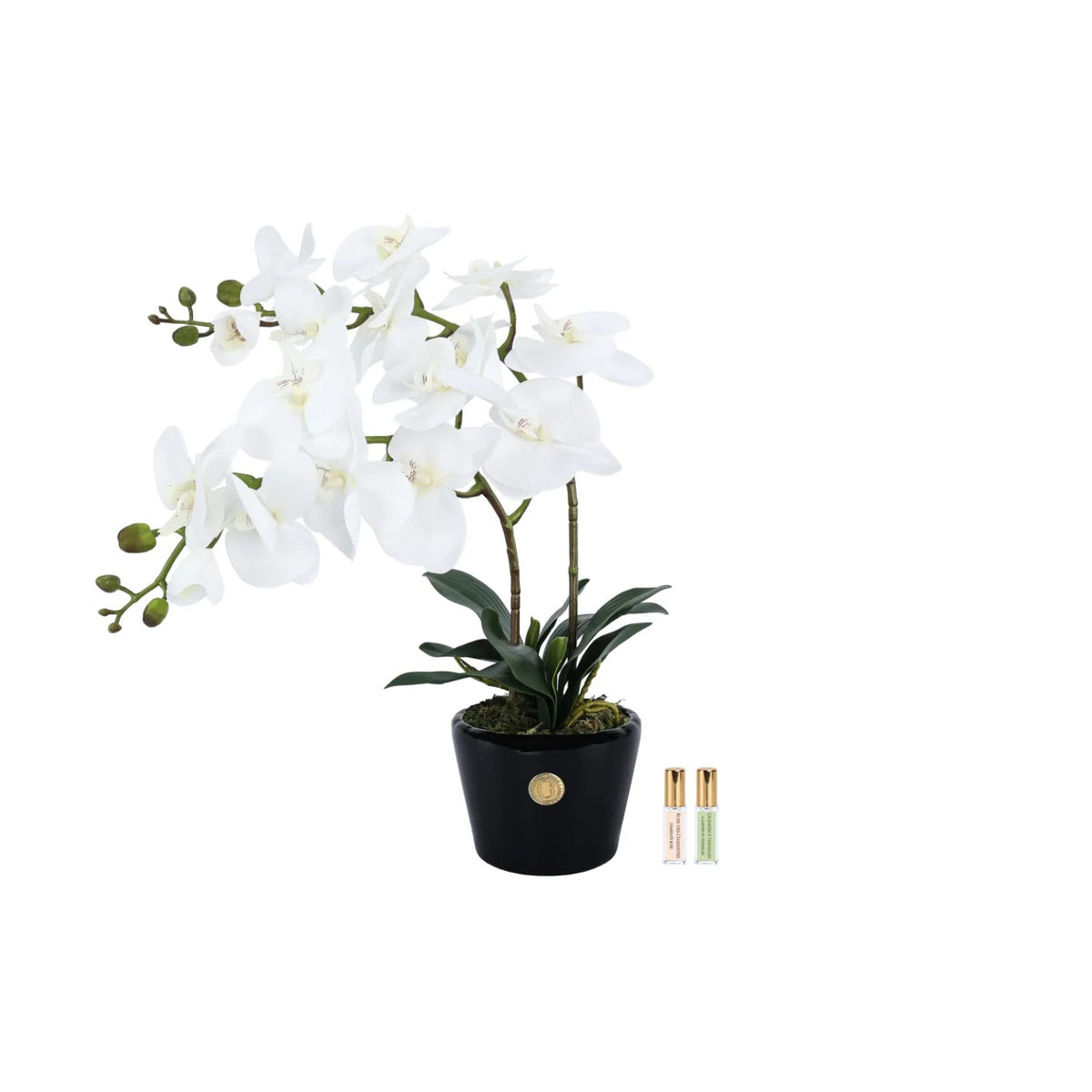Cote Noire Double Orchid Ivory White In Piano Black Vase With Gold Crest